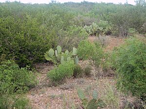 Archivo:Scrub brush vegetation in south TX IMG 6069