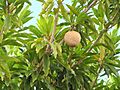 Starr-090713-2601-Manilkara zapota-fruit and leaves-Lahaina-Maui (24876074221)