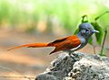 Terpsiphone viridis - African Paradise Flycatcher
