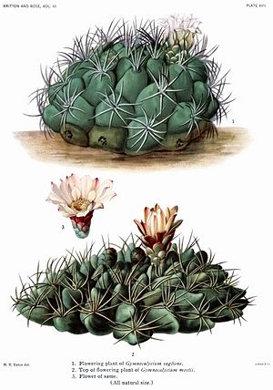 The Cactaceae Vol III, plate XVII filtered.jpg