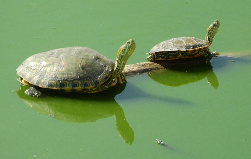 Trachemys hartwegi 198146855 (cropped)