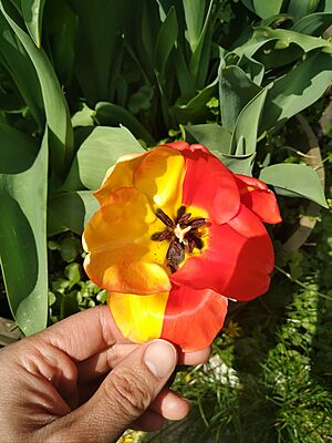 Archivo:Tulip with mosaicism