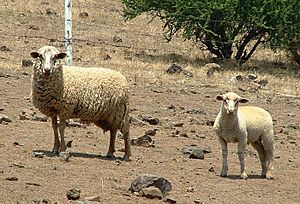 Archivo:Two Sheep in Chile
