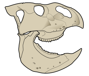 Archivo:Udanoceratops skull