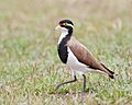 Vanellus tricolor - Gretna