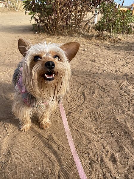 YorshireTerrier.Wanda