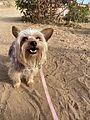 YorshireTerrier.Wanda