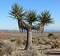 Yucca schidigera 18