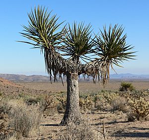 Archivo:Yucca schidigera 18