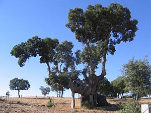 Archivo:Alcornoque Gordo Calahorra