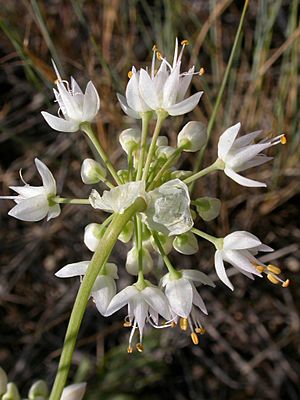 Archivo:Allium cernuum (3287845832)