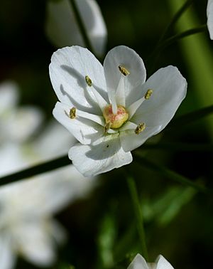 Archivo:Allium neopolitanum