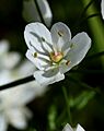 Allium neopolitanum