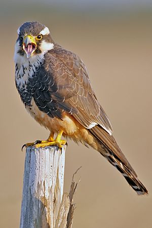 Archivo:Aplomado Falcon portrait