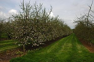 Archivo:Apple orchard near Cowleigh - geograph.org.uk - 796019