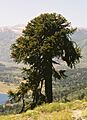 Araucaria araucana Lanin3