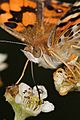 Australian painted lady feeding closeup
