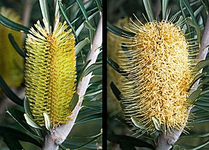 Archivo:Banksia marginata immature and mature
