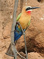 Bee eater in Selous Game Reserve
