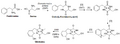 Biosíntesis de gliotoxina