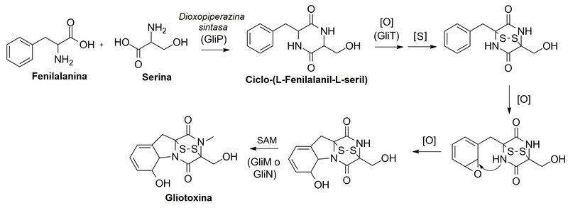 Archivo:Biosíntesis de gliotoxina