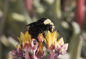 Archivo:Bombus vosnesenkii