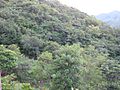 Bosque semiselvatico alas orillas de san juan de cinco pinos