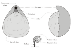 Archivo:Brachiopoda-morphology