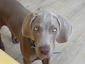 Archivo:Braco de nombre Max
