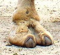 Archivo:Camel Foot