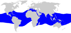Distribución del tiburón sedoso