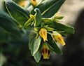 Cerinthe glabra