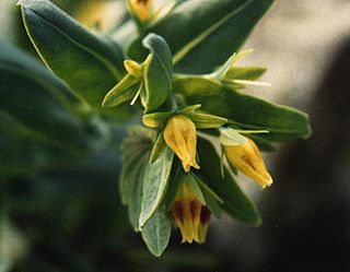 Cerinthe glabra.jpg
