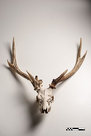 Archivo:Cervid skull-FMVZ USP-21