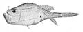Chaunax pictus