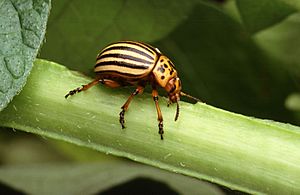 Archivo:Colorado potato beetle