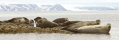 Archivo:Common seals pho
