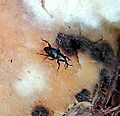 Cosmopolites sordidus
