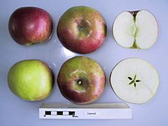 Cross section of Idared (LA), National Fruit Collection (acc. 1976-146).jpg