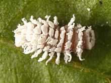 Archivo:Cryptolaemus montrouzieri larva InsectImages 5195077 cropped