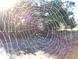 Archivo:Dewy spider web