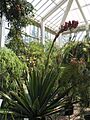 Doryanthes palmeri JPG1a
