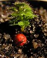 Drosera stolonifera tuber Darwiniana