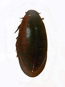 Dytiscidae - Megadytes glaucus.JPG