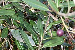 Archivo:Elaeocarpus holopetalus - Leura drupe