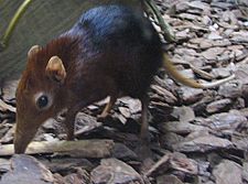 Archivo:Elephant shrew