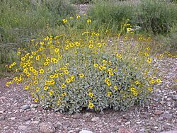 Encelia farinosa 2005-02-20.jpg
