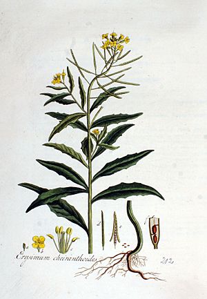 Archivo:Erysimum cheiranthoides — Flora Batava — Volume v3