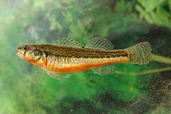 Etheostoma cragini, Seitenansicht.jpg