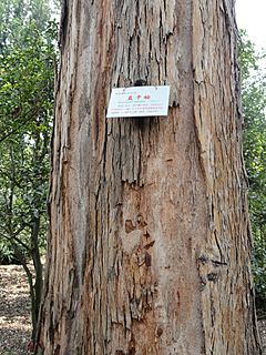 Eucalyptus maidenii - Kunming Botanical Garden - DSC02953.JPG